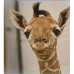 Giraffe giraffe giraffe