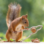 Squirrel Academy