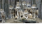 Blood wolf army