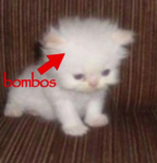 CatLoversClub