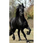 Destiny stables~