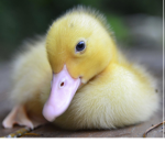 duckie gangs