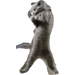 KEYBORD CAT