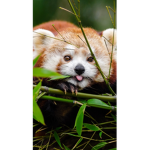RedPandas only