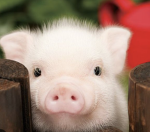 ThePigGod development