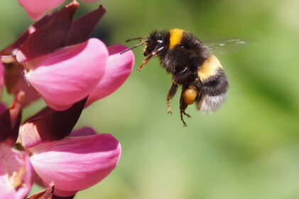 f