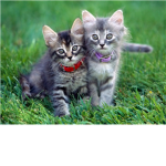 Too cute cat fan club