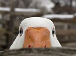 WE TRUST DUCKS