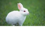 DA RABBIT GROUP