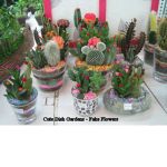 Cactusssss Clubbbb