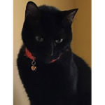 Ccj yt fan group
