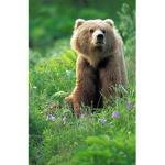 THE YEET BEARS