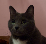 Shade the little kitty cat