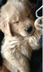 Sleepy Marcus