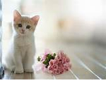 Cats With Roses
