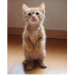 #Cat Sqaud This is the best sqaud