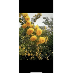 Flowerganggang3