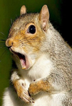 Team squirrelings
