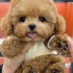 Cute puppy and friends123