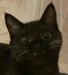 /adehnp