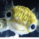 Puffer fish squad <3