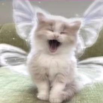 ʚ angelicgals ɞ