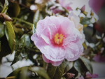 Magdalena's Flower Group