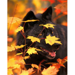 ♥Wolf Lovers♥