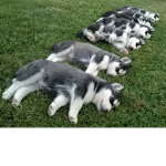 HuskeyGang