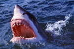 SharkAttack Studios
