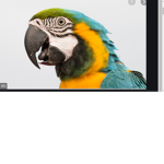 The Parrot Rebellion