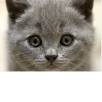 El Kitten