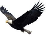 National Freedom Nation
