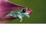 Frog_gaming