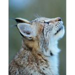 Wild lynx/Lucia’s group