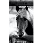 Horses always