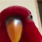 Bird Drip