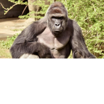 Monkey=Funny
