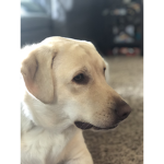 Banana and dog