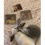 swiftiee