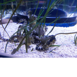Ocean grouppppppppppppppppppppppp ¤~¤