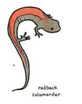 Red back salamanders