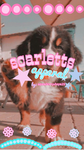 ~Scarletts Apperal~