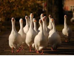 Goose Without Name