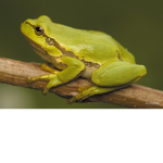 frog6 Group.