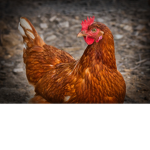 Friken Chicken Army