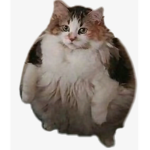 Fat cat clan riot