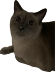 TickleToes