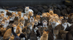 +*| Cats Forever! <3 |*+