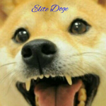 THE ELITE DOG FAN CLUB!!!
